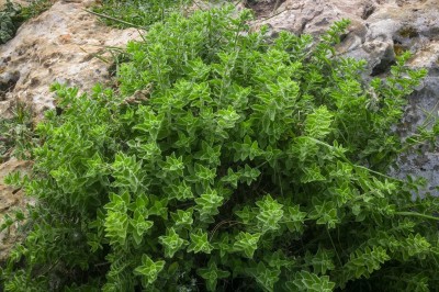 VibeX XL-12 - Greek Oregano Culinary Herb - (150 Seeds) Seed(150 per packet)