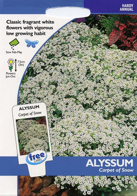 CYBEXIS Alyssum Carpet of Snow Seed(50 per packet)