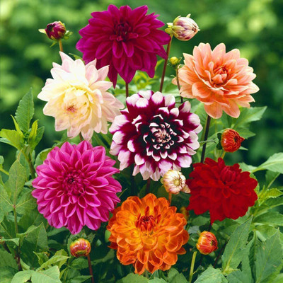 CYBEXIS LX-47 - Dahlia Giant Flower - (180 Seeds) Seed(180 per packet)