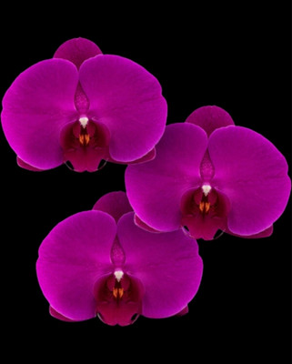 Divine Blossoms Phalaenopsis Orchids Hybrid Free Ride Without Flowers Seed(18 per packet)