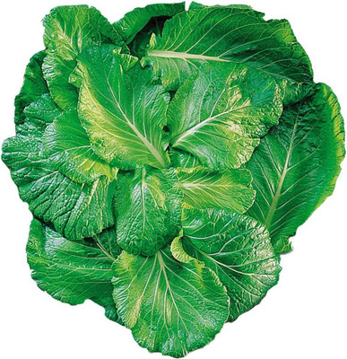 CYBEXIS LX-98 - Tendergreen Mustard - (250 Seeds) Seed(250 per packet)
