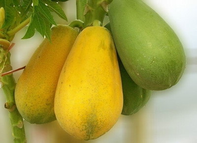 Farmonix Super Sweet Papaya Seed Seed(50 per packet)