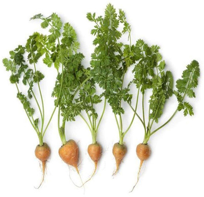 WILLVINE Carrot Seeds, Round Shaped Gaajar Seed Pack-[2000 Seeds] Seed(2000 per packet)
