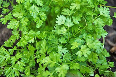 LPR DHANIYA Seed(100 per packet)