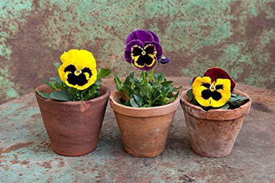 CYBEXIS Pansy seeds Mix Seed(50 per packet)