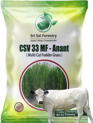 SRI SAI FORESTRY CSV 33 MF (Anant) Fodder Grass Seeds, High Yield Multi Cut Grass Seed(100 g)
