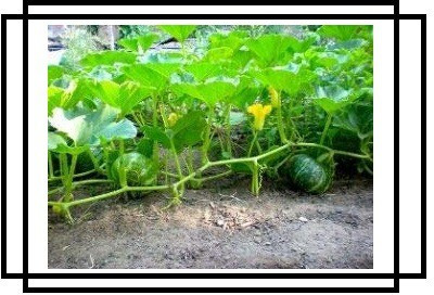 VibeX ® VLR-3 Pumpkin F1 | Kaddu Ke Beej Seed(50 per packet)