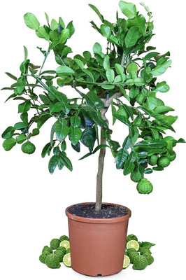 CRGO ™ XII-1669 Hybrid Kagzi Lemon Dwarf Variety Seed(18 per packet)
