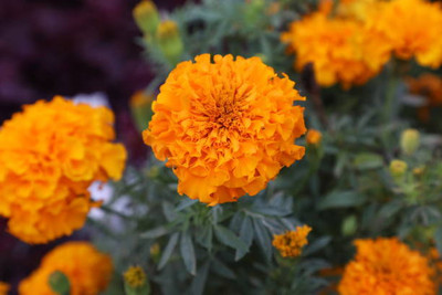 Arshiayat marigold/gende ka phool flower seeds Seed(50 per packet)