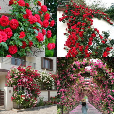 ibains Climbing Rose Plant Seeds no of seeds 40 Seed(40 per packet)