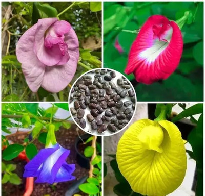 DEYS AGRO ™ hybrid mix aprajita flower seeds,all colors Seed(20 per packet)