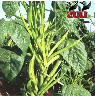 UGADO Cluster bean, Pack of 2 packet, Vegetable seeds Seed(100 per packet)