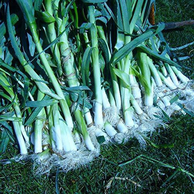 KANAYA Leek F1 Hybrid Vegetable Seed(125 per packet)