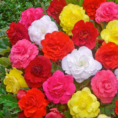 the green dotcom Exotic Begonia Mix Seed(20 per packet)