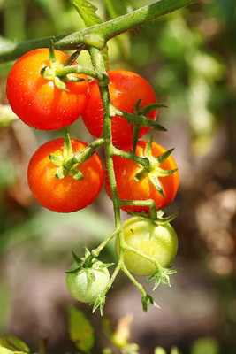 KNESSiN tomato Seed(75 per packet)