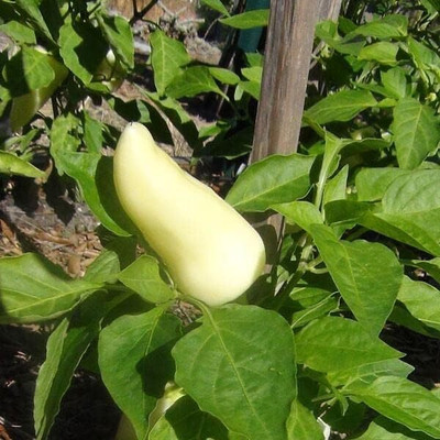 Biosnyg High Yield Feher Ozon Paprika Seeds For Planting-(400 Seeds) Seed(400 per packet)