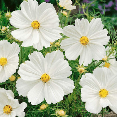 Aywal Cosmos 'Sonata White' Seed(9 g)