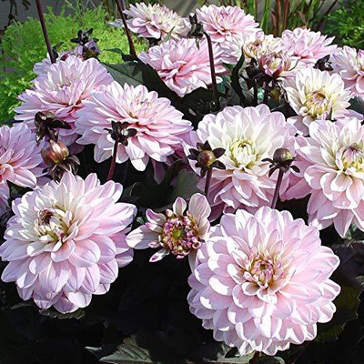 KANAYA Dahlia Double Figaro Seed(78 per packet)
