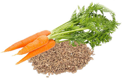 WILLVINE High Germination Rate Pack Of Carrot Seeds-[5000 Seeds] Seed(5000 per packet)