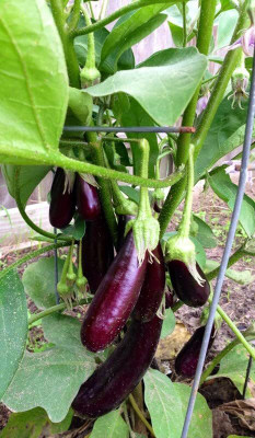 Aywal Long Chinese Variety Big Brinjal F1 Hybrid Seed(750 per packet)