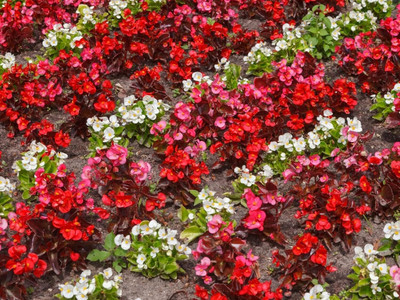 Qualtivate LXI-158 Begonia F1 Non Stop Mixed seed Seed(25 per packet)
