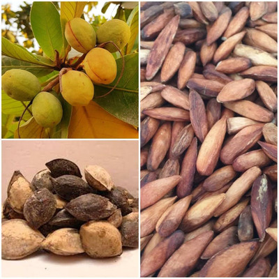 SM Exports cattappa seeds 10 seeds per pack. Seed(10 per packet)
