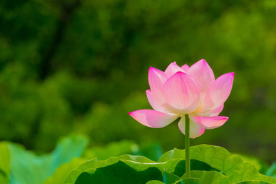 MAA lotus,kamal seeds Seed(5 per packet)