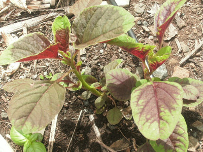 Quentova Amaranth Red Stripe-RXI-4R Seed(300 per packet)