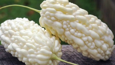 CYBEXIS XLL-69 - White Bitter Gourd Melon Balsam Pear - (100 Seeds) Seed(100 per packet)