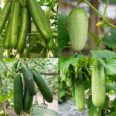 ibains Rainy season cucumber seed Kakari sosa seeds pack of 28 Seed(28 per packet)