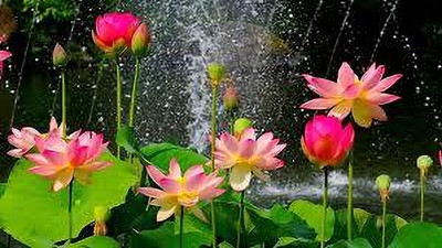 BDSresolve Lotus seeds for planting big flower pack of 11 Seed(11 per packet)