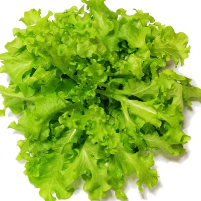 KNESSiN Oak Leaf Green Lettuce Seed(1250 per packet)