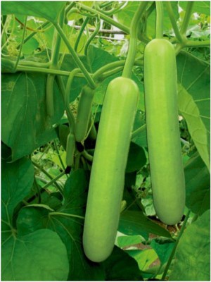 LiveNature Vegetable Seeds | Bottle Gourd/Lauki Long/Giya/Doodhi Seeds | Home Garden Seed(50 per packet)