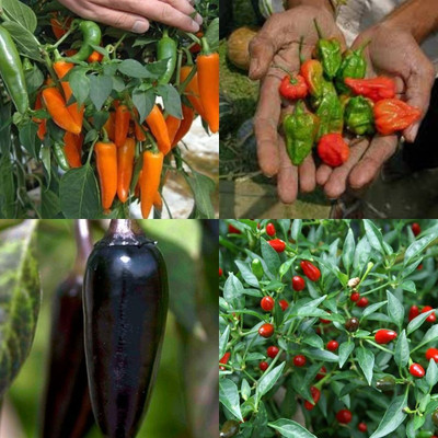 ibains Ghee chilli seeds 410 Seed(410 per packet)