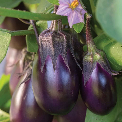 ibains Hybrid brinjal seeds Seed(65 per packet)