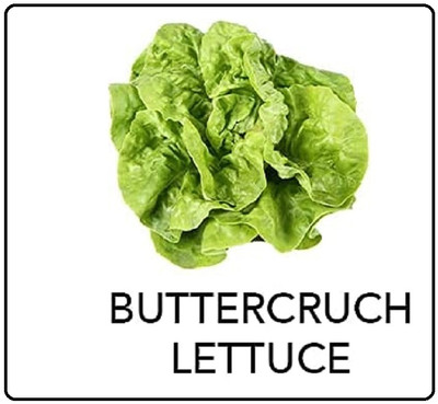 Qualtivate AXL-1AT Buttercrunch Lettuce Seed(300 per packet)