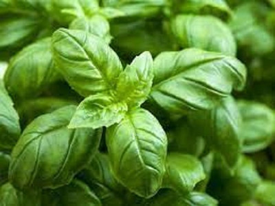 Qualtivate VXI-1 Fresh Egyptian Basil Seeds Seed(1000 per packet)