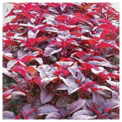 Aywal Cholai Red Saag Seed(180 per packet)