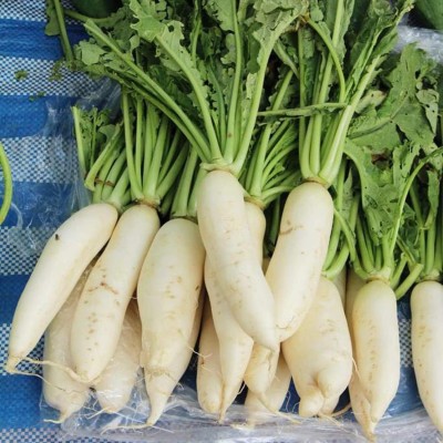 KNESSiN IX-42 Radish White Georgic Seed(200 per packet)