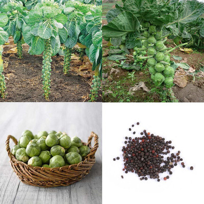 CYBEXIS F59Brussels Sprouts Cabbage Brassica Seeds2000 Seeds Seed(2000 per packet)