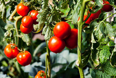 Kritharth Creation tomato Seed(35 per packet)