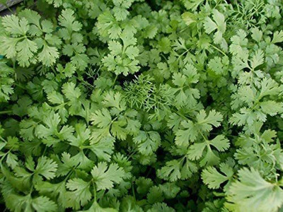 VibeX XLR-91 - Cilantro Slow Bolt - (2250 Seeds) Seed(2250 per packet)
