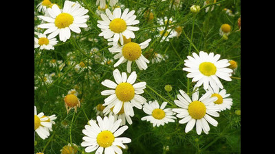 CYBEXIS XLL-1 - Chamomile German - (2250 Seeds) Seed(2250 per packet)