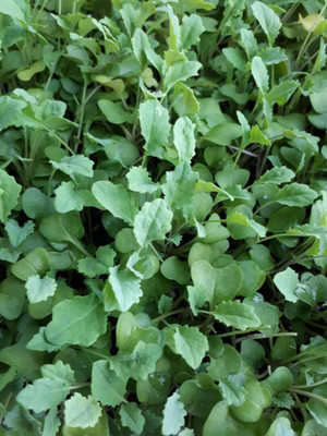 WILLVINE Microgreens Kale Brassica Dark Nero type leaf Sprout seeds-[2000 Seeds] Seed(2000 per packet)