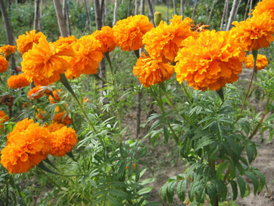 Assicurazioni Generali marigold,gende ka phool seeds Seed(21 per packet)