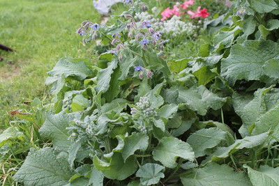 CYBEXIS LX-13 - Blue Borage - (1350 Seeds) Seed(1350 per packet)