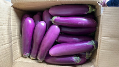 UGRA Brinjal Seed(2000 per packet)