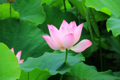 FARMGO lotus,kamal gatta Seed(15 per packet)