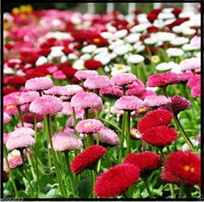 Qualtivate LX-141 ENGLISH DAISY ,Double Mix Seed(50 per packet)