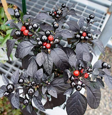 WILLVINE MEH -I Farm ornamental black round chilli [10gm, 2000 Seeds] Seed(2000 per packet)